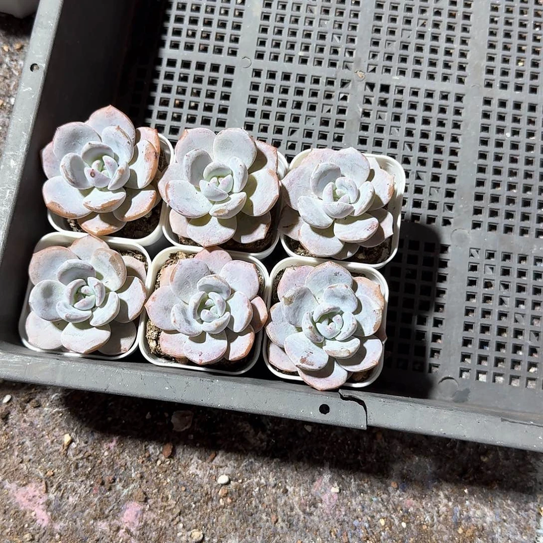 绵绵雨一物一拍专拍