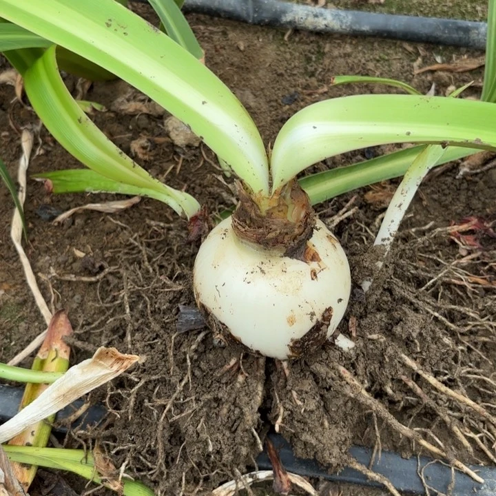 无花朵别****?山度士杂交开花不售后