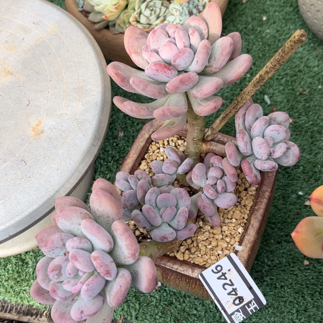 奥普杂奶酪04246多肉植物