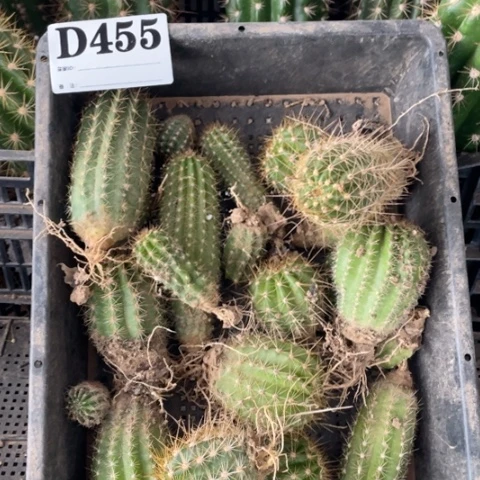 瑕疵种子苗毛花柱d 455