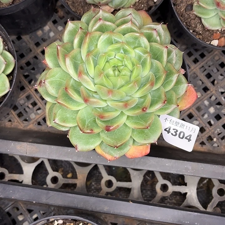 阿雅园艺。     4304钻石珍妮