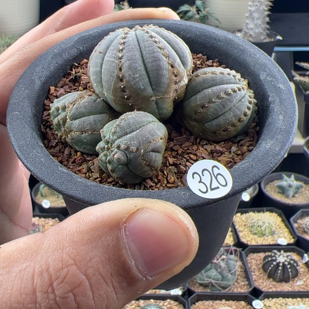 锈斑布纹球群一物一拍326