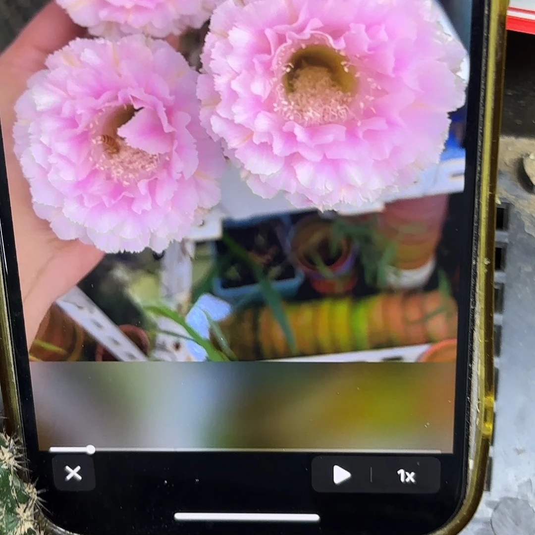 桃花落彩侧牙20包邮仙人球4