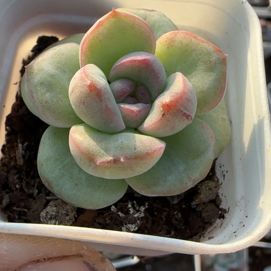 小卡拉米糖心一物一拍