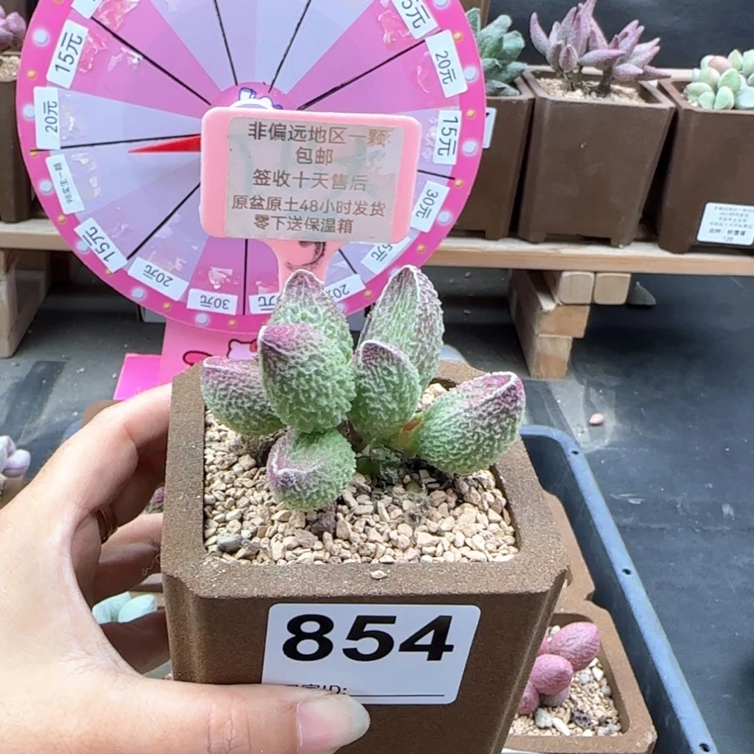 亦*854胖伍补差多肉植物
