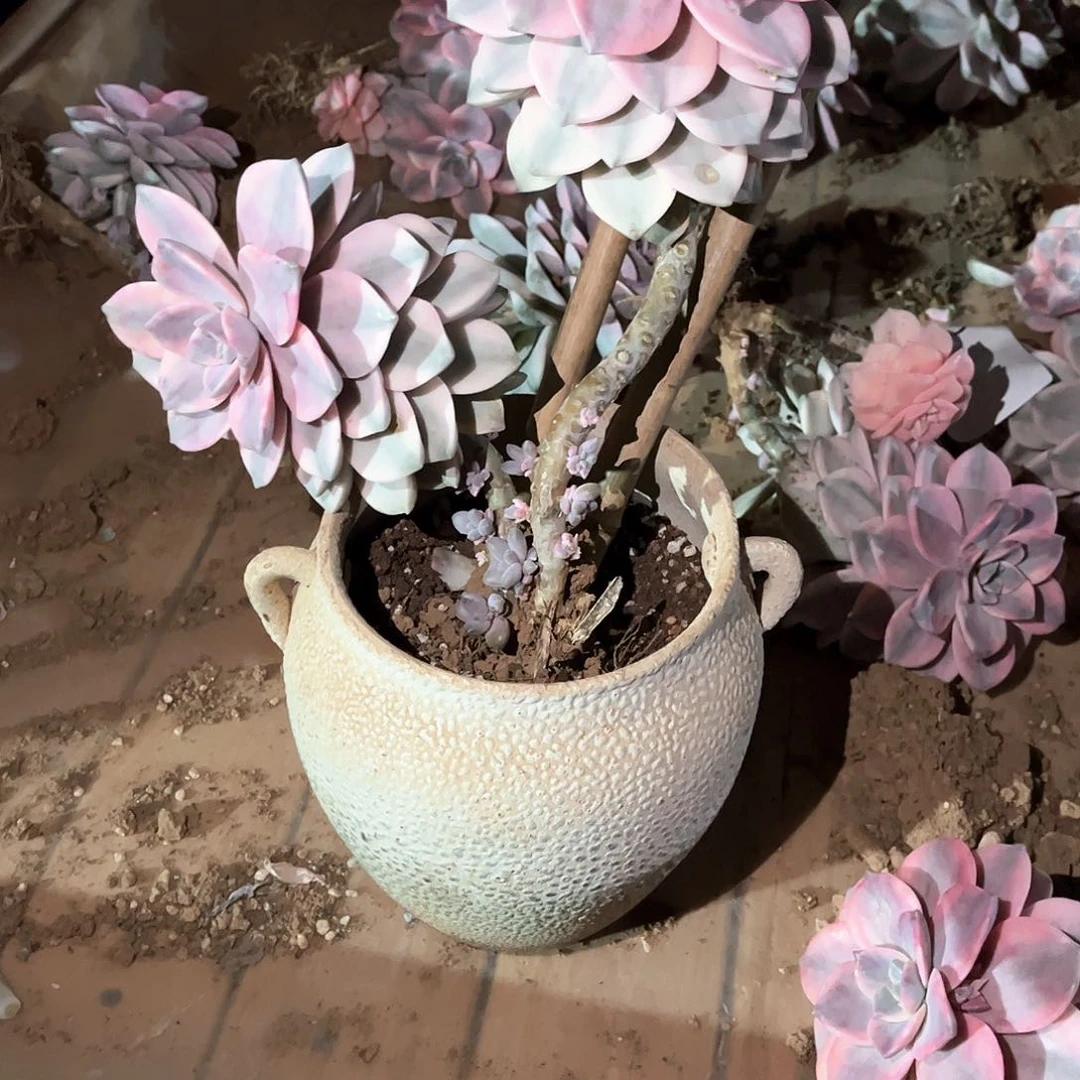 瑶*多肉植物紫乐景C87