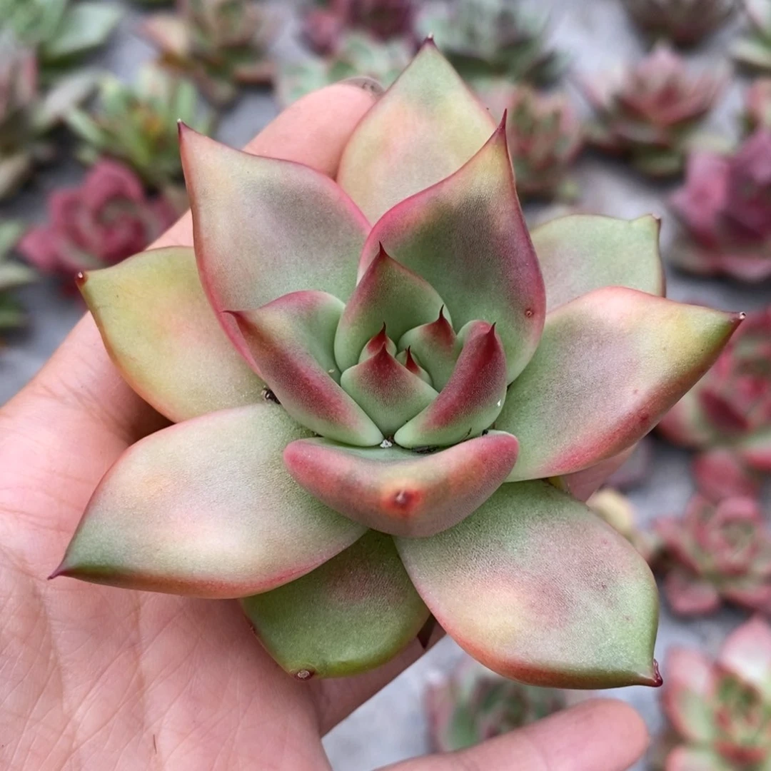 无花朵多彩东云系