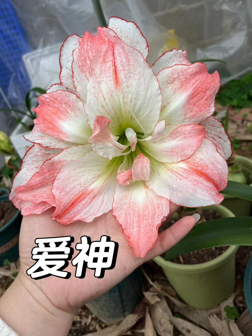爱神 新人粉丝福利 对版朱顶红种球自然球送肥料