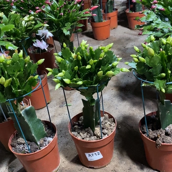 大部分花苞少量开放712白重