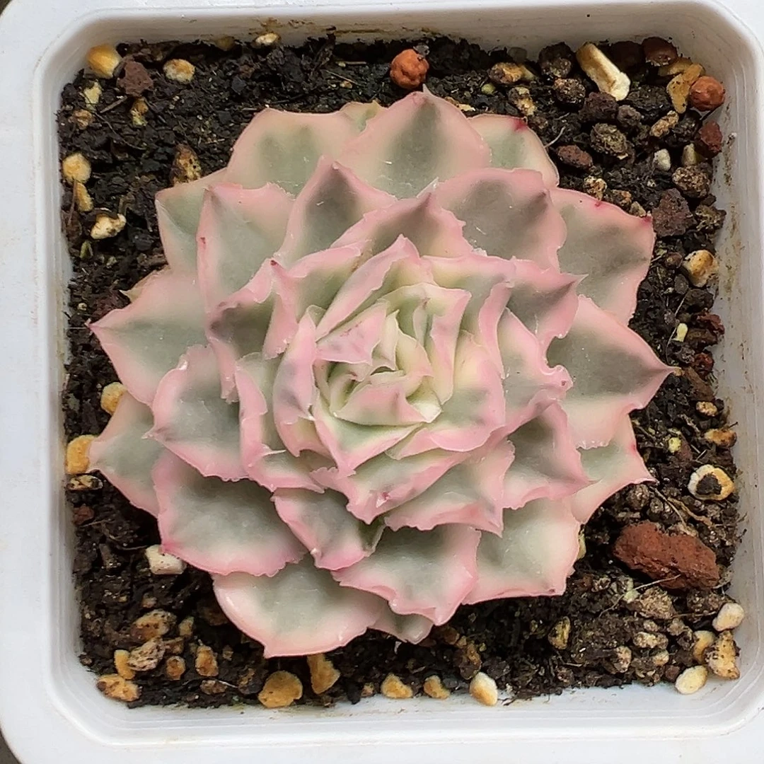 满38包邮紫蝴蝶锦