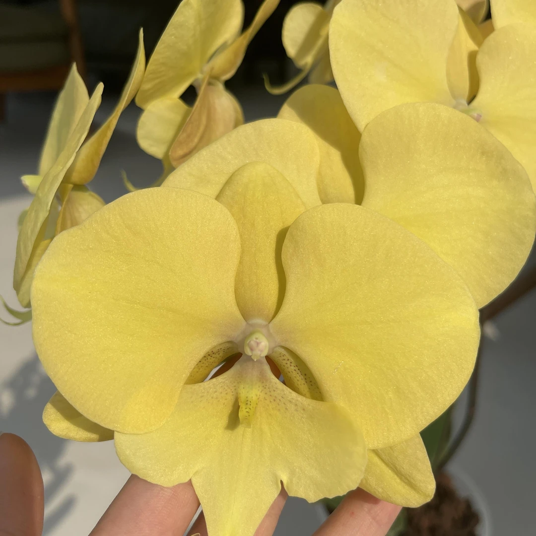 【春日暖阳】特级蝴蝶兰大花室内观赏绿植盆栽蝴蝶兰