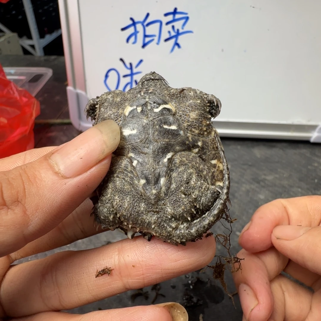 小鳄龟不分公母The