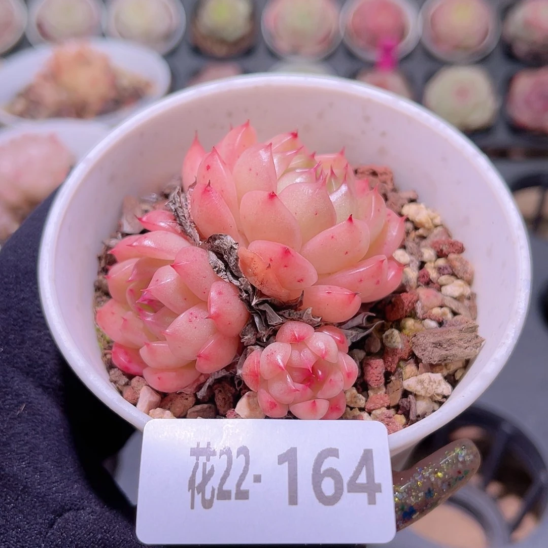 花利美22-164海王