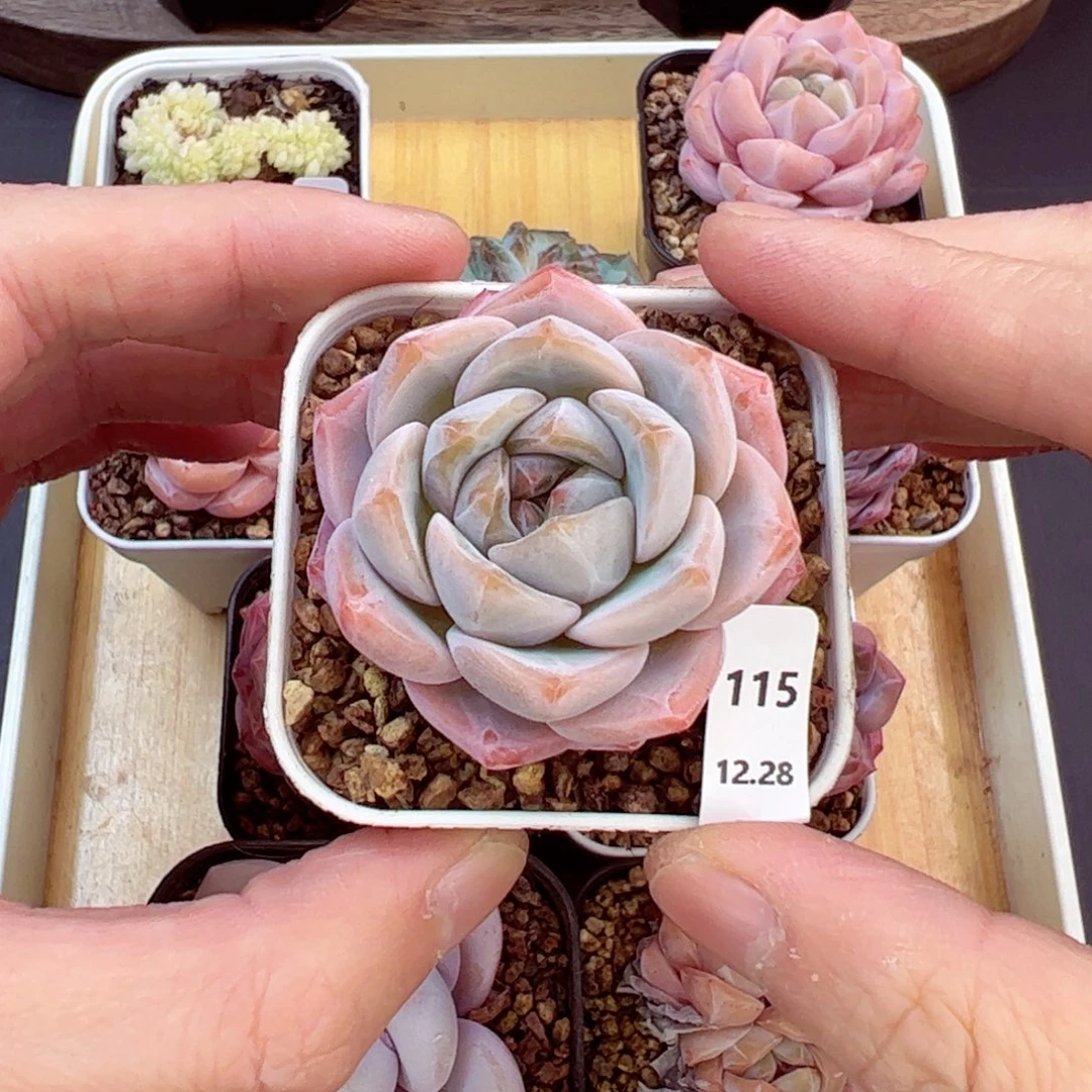 好好看115、哈哈哈哈