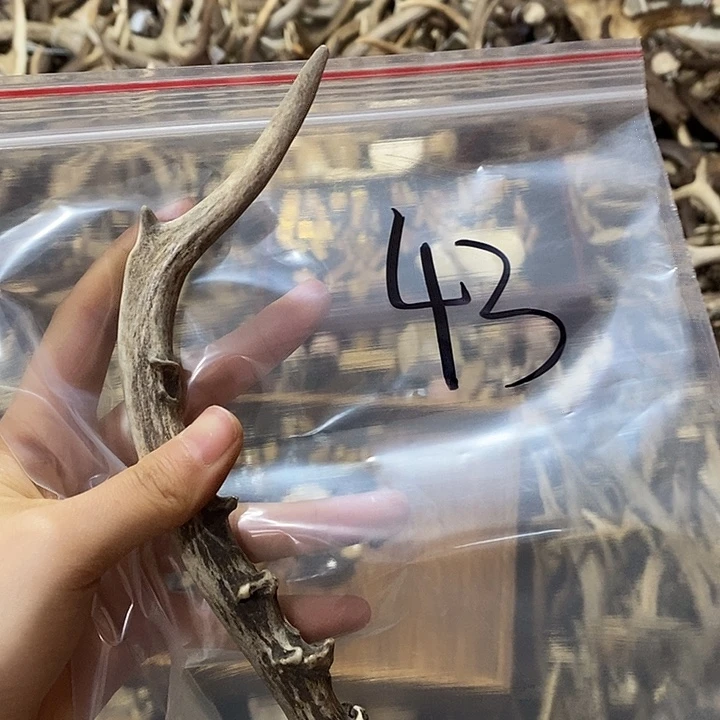 鹿角鹿角鹿角鹿角鹿角鹿