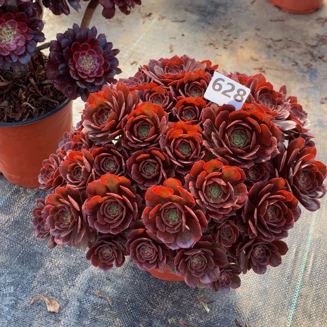 【闪购商品】朵*猫628黑骑士特价秒