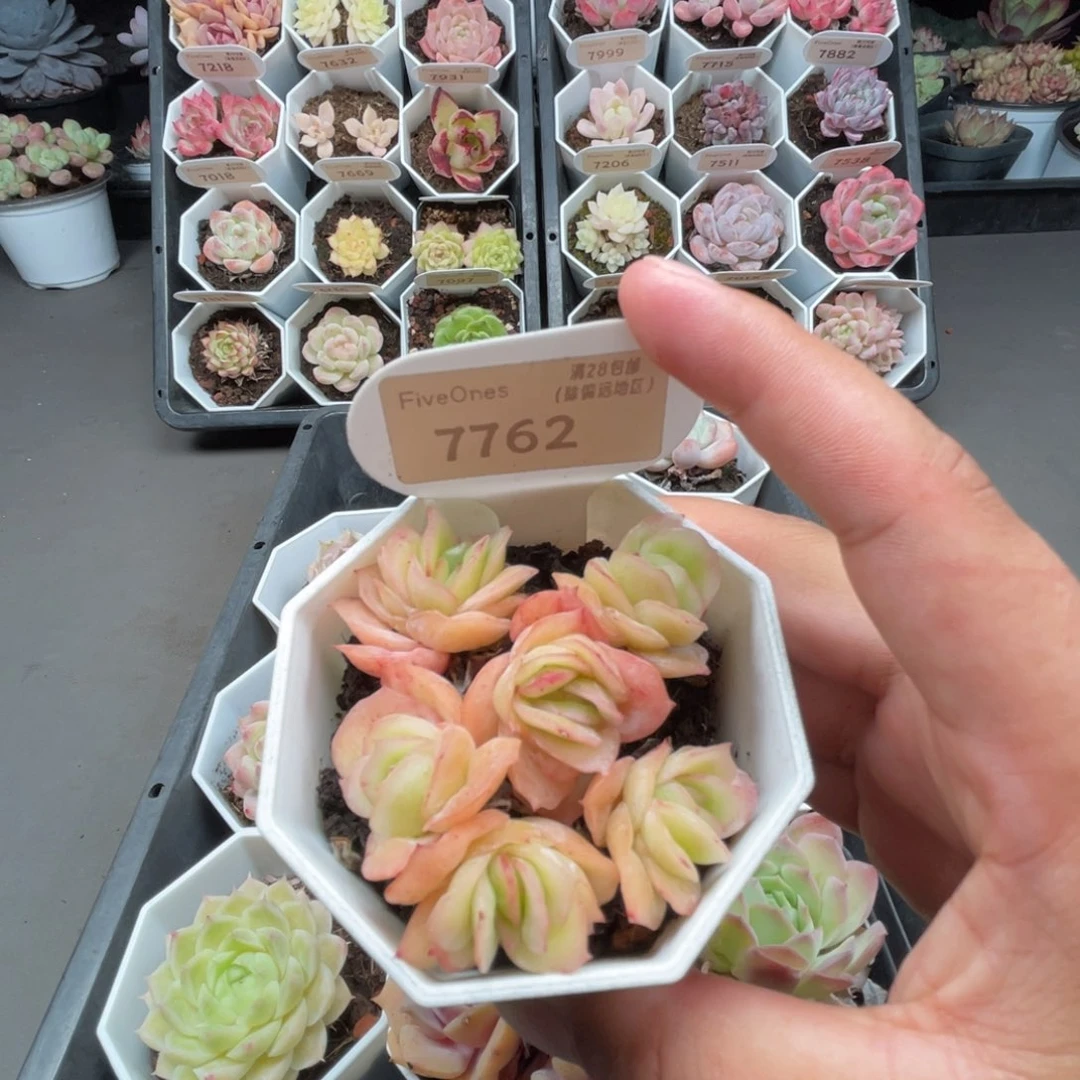 7762冰玫瑰4.5厘米