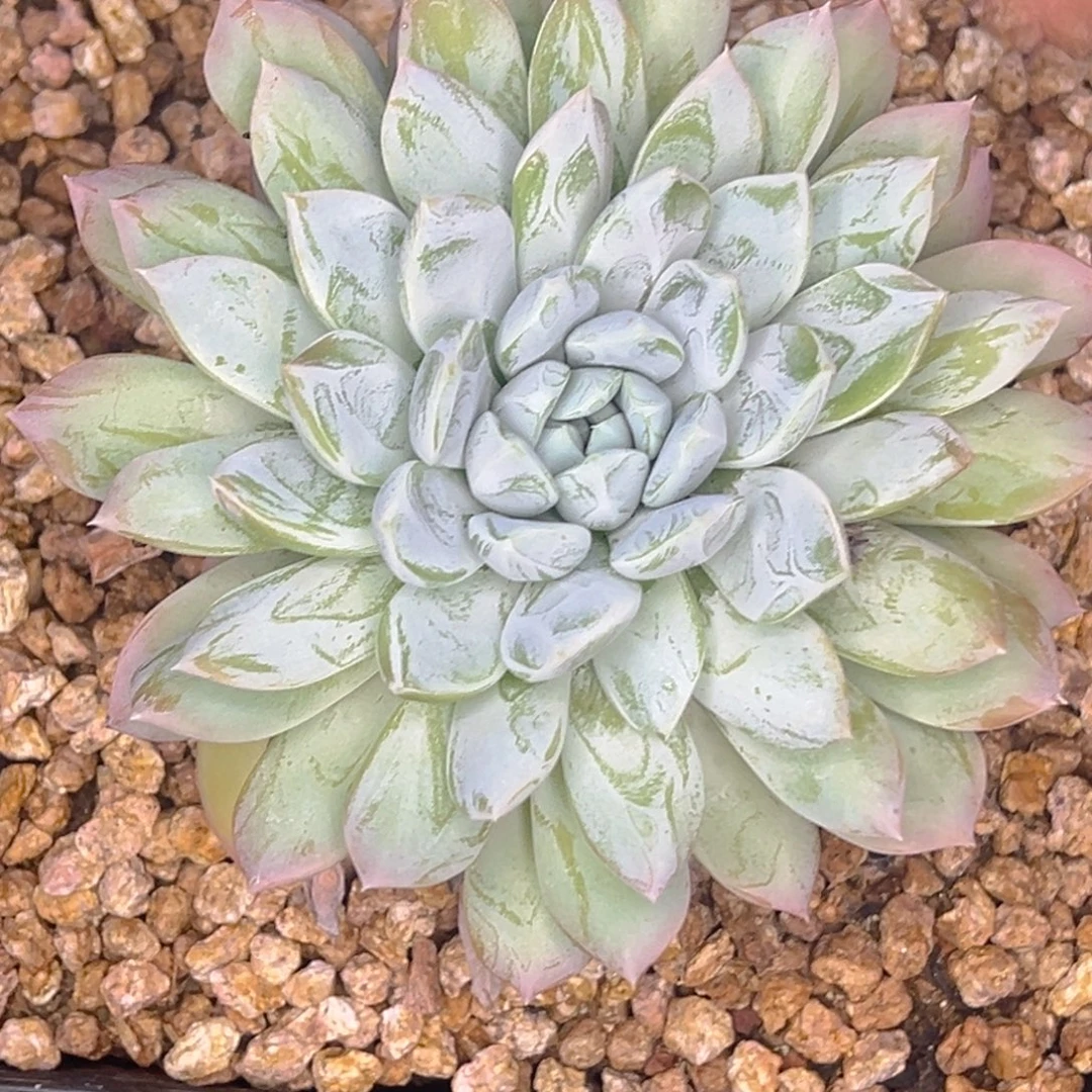 任***子小妮子 白皙之蜜 发货