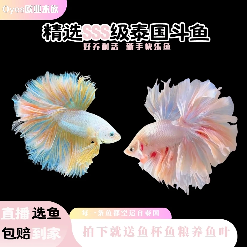 1单送鱼粮 泰国斗鱼婚纱鱼淡水好养易活体小型热带鱼金鱼观赏鱼