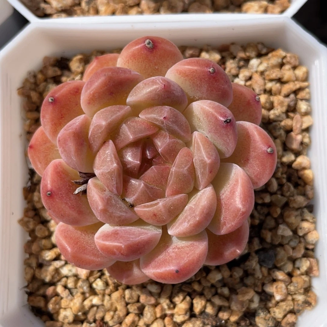 优选珍妮福利792