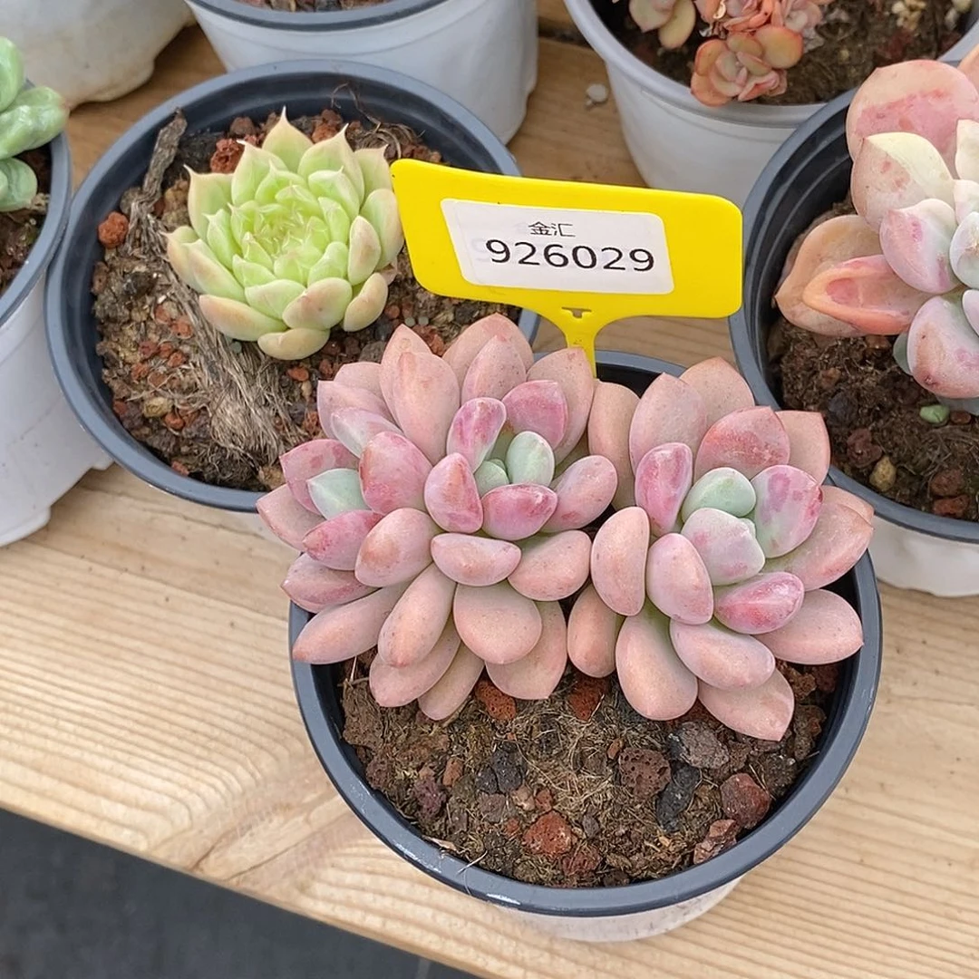 小****心金汇园艺，926029花瓣露