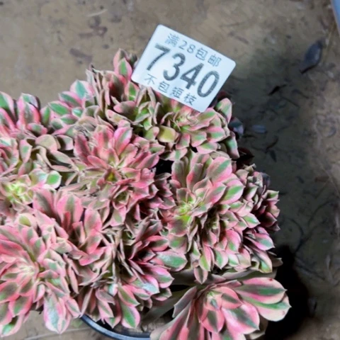 女郎缀多肉植物法师7340