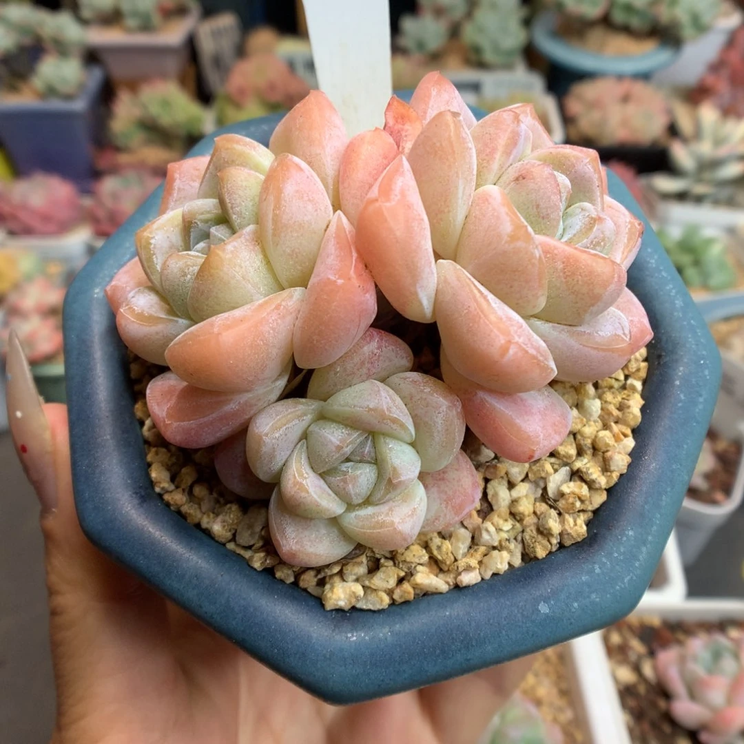 79三头冰玉群多肉植物