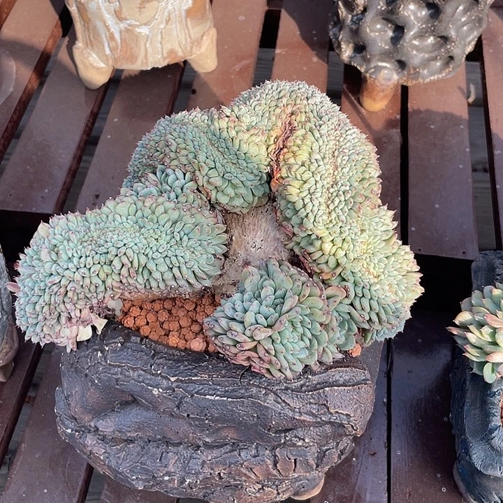 白胖子缀化多肉植物