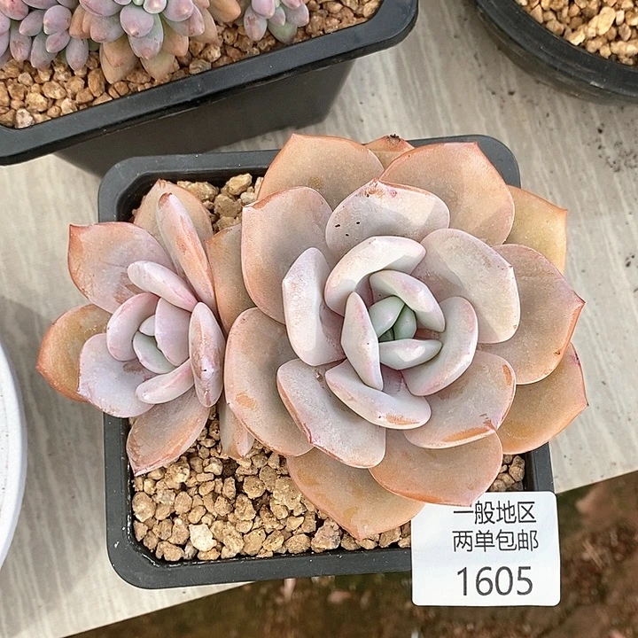 【闪购商品】1605多肉植物盆栽