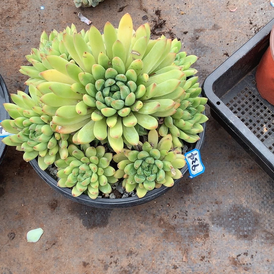 934小浣熊 一物一拍多肉