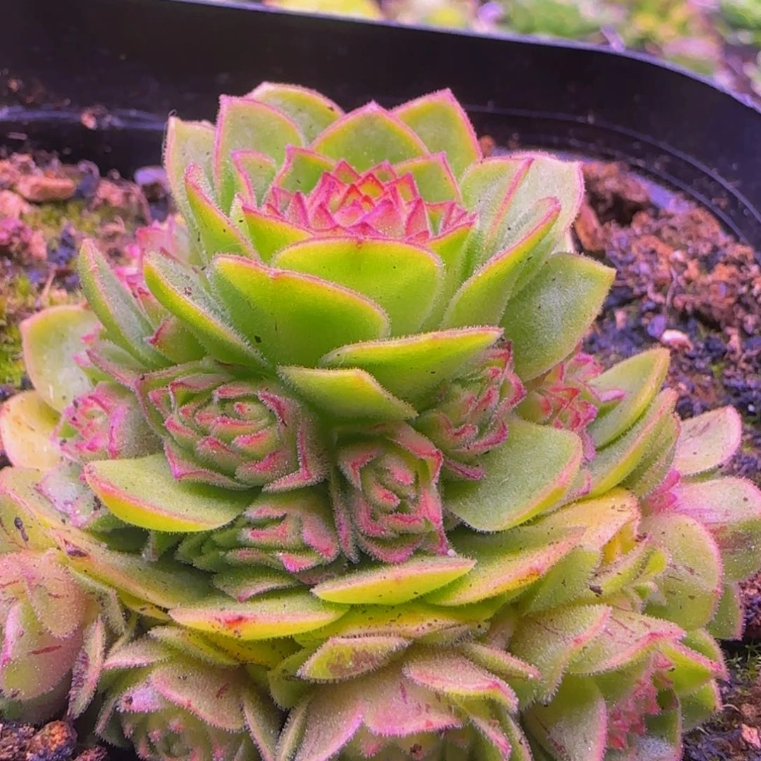 伊人捧花123534343535653535