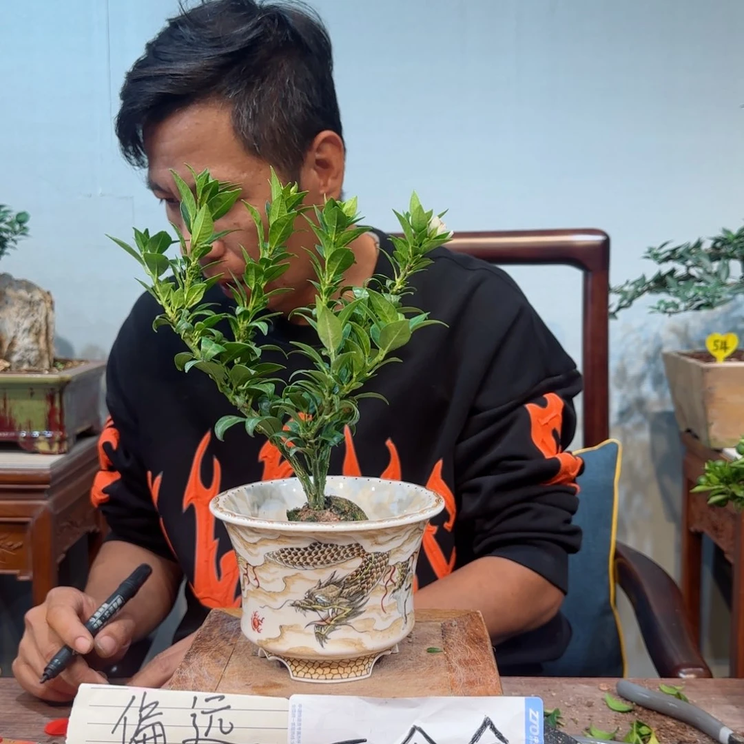 当前无花朵，栽培后可花朵圆*子