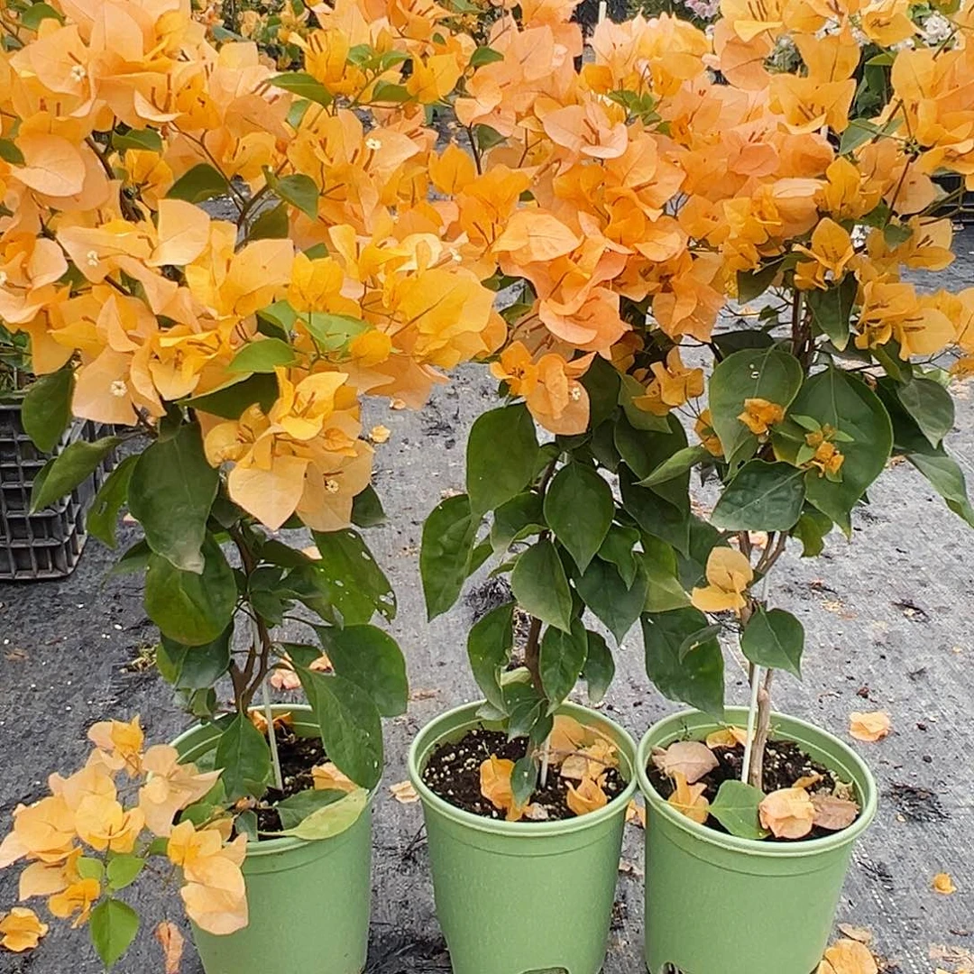 大部分花苞少量开放金探戈带竹一棵