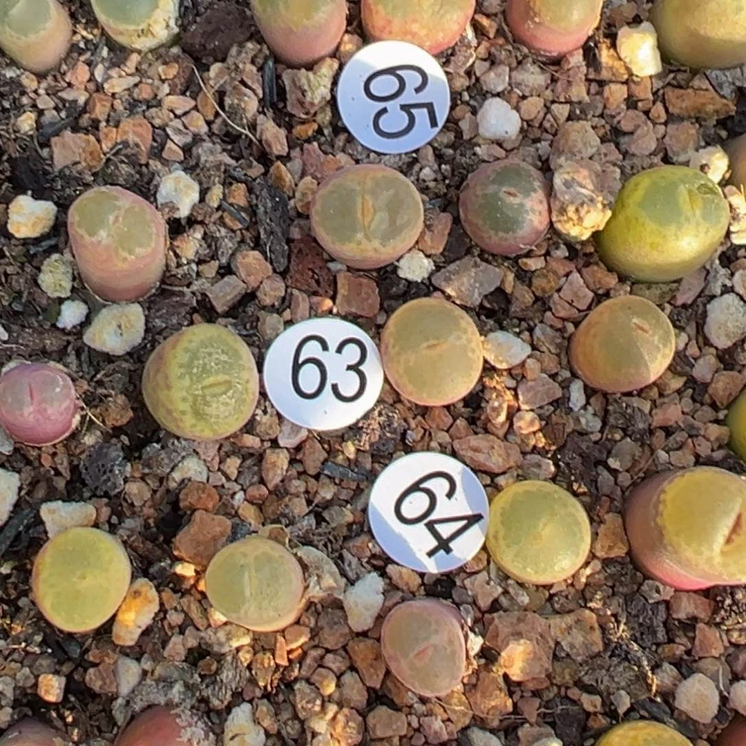 小**?多肉植物11111111111111111