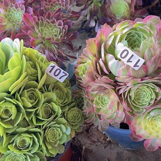 淡**…多肉植物两个