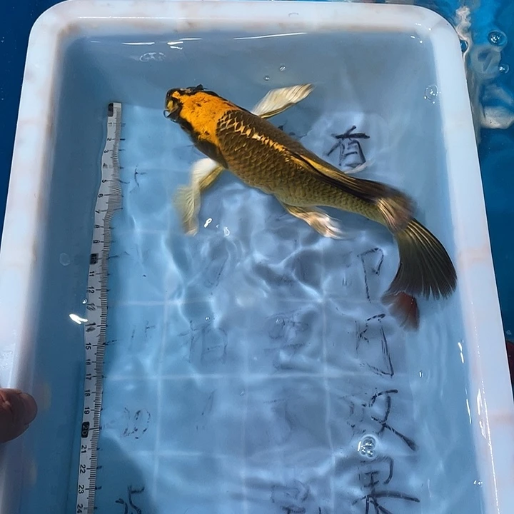 蝴蝶鲤渔场直发96