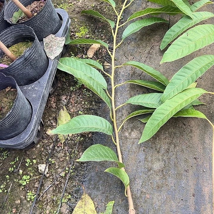 享***光天使2509744578888644