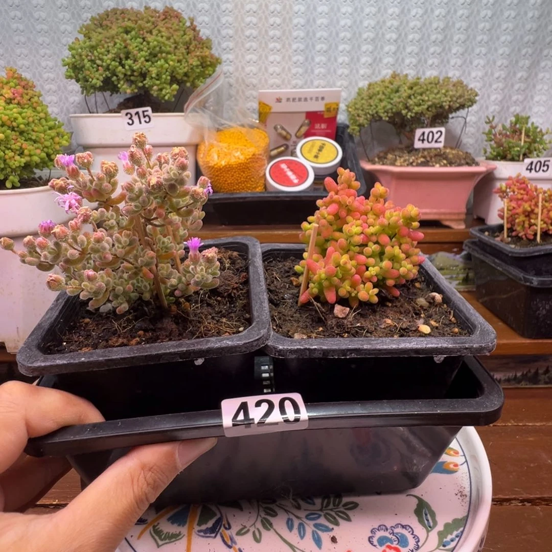 枝干番杏多肉植物420