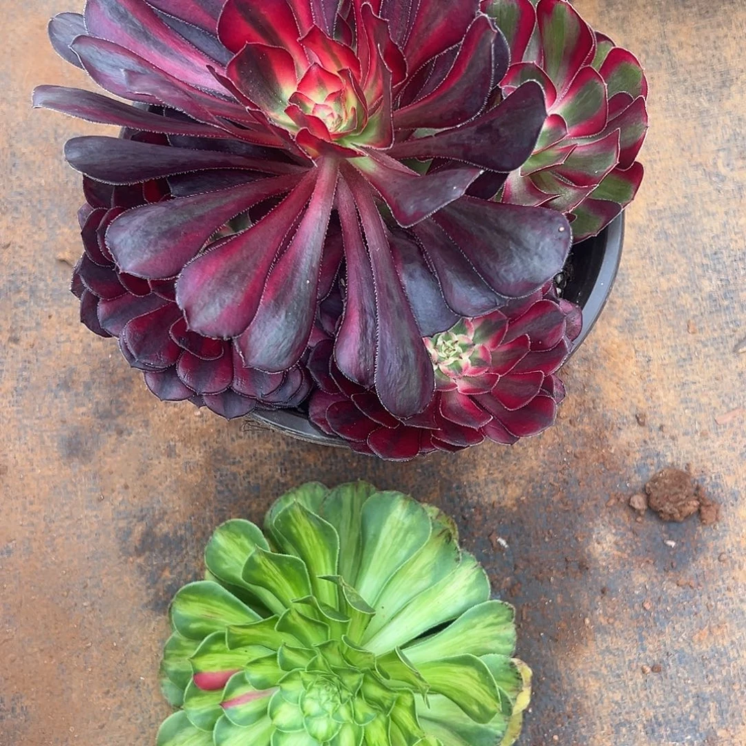 精品多肉植物482组合