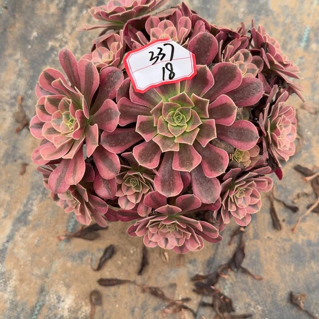 美杜莎一物一拍337