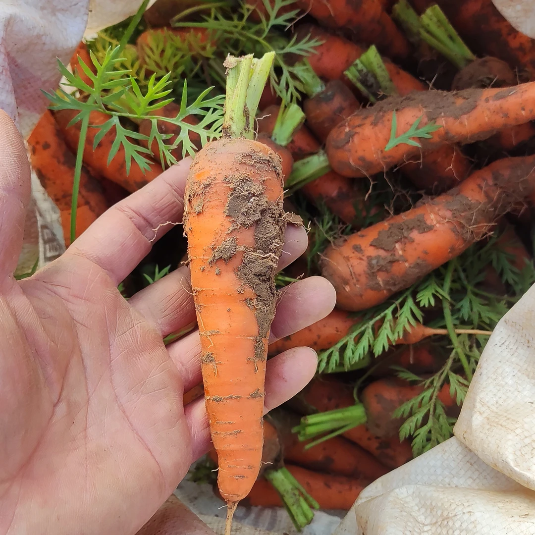 农家自种安心胡萝卜 老品种胡萝卜非转基因宝宝辅食现挖带泥发货
