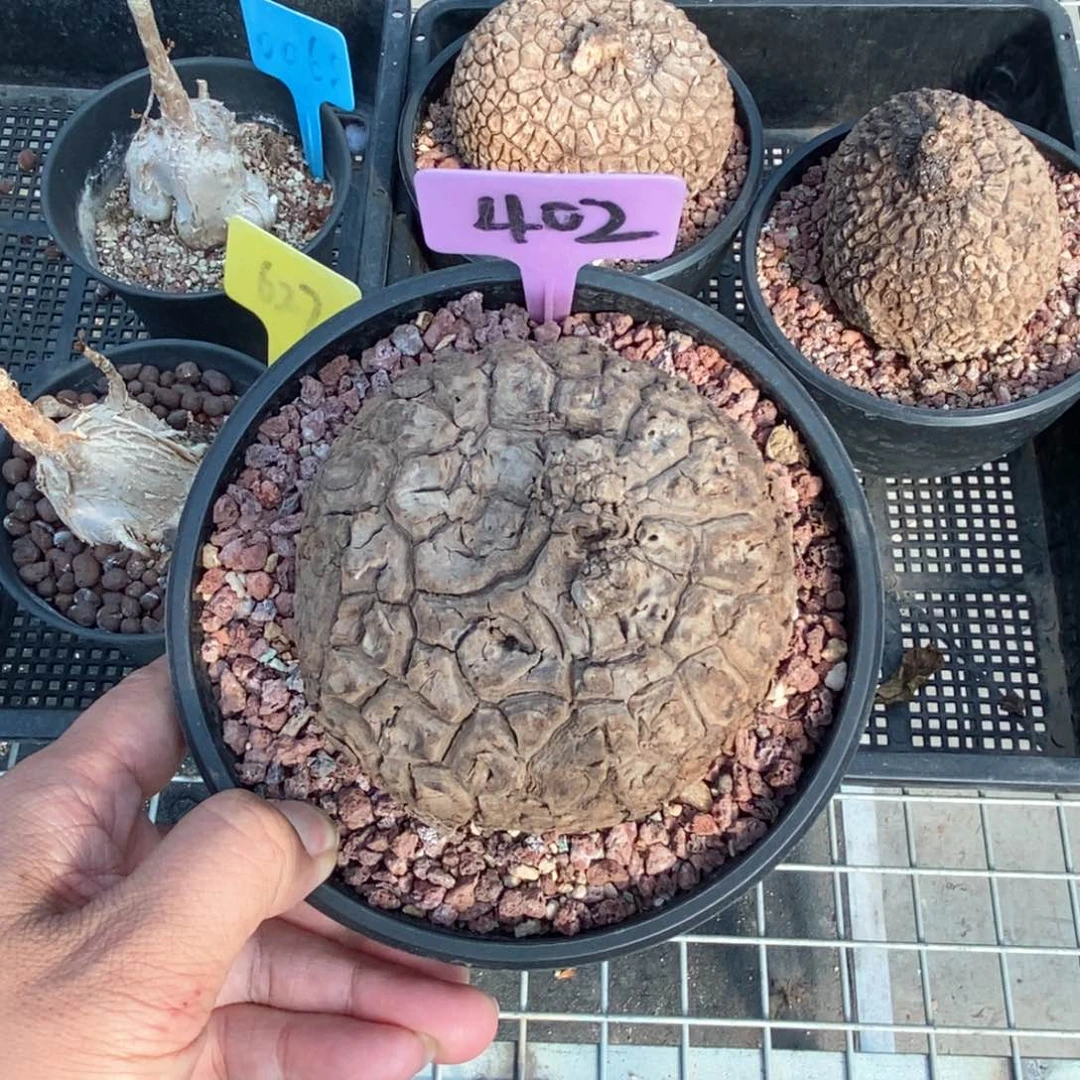 龙甲龟多肉植物一个