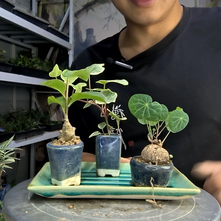 た***よ中青园艺一物一拍108