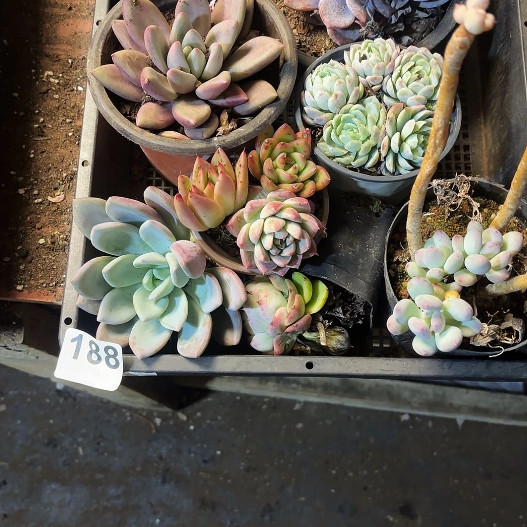 多肉植物宽拍188号