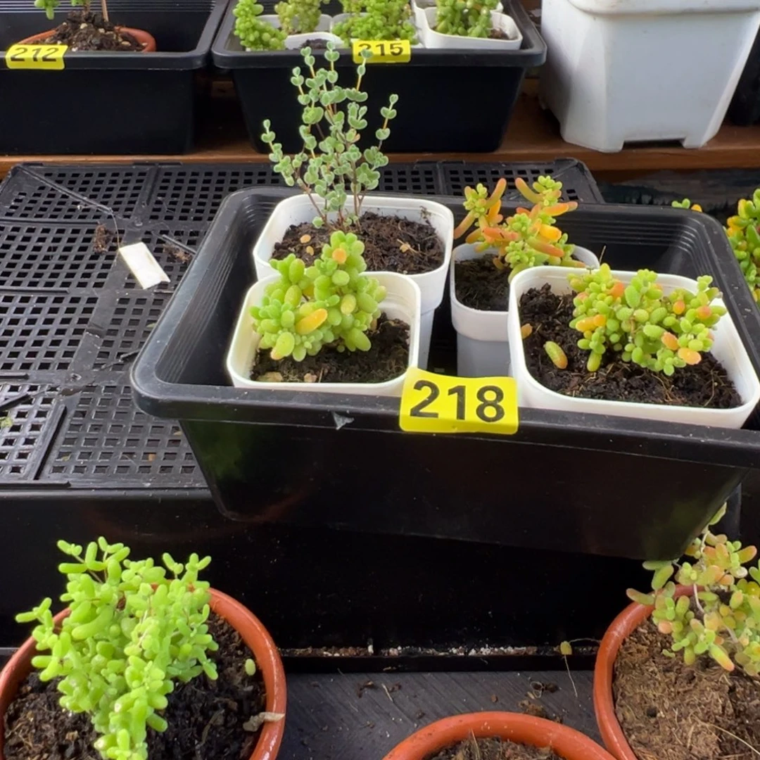 枝干番杏多肉植物218