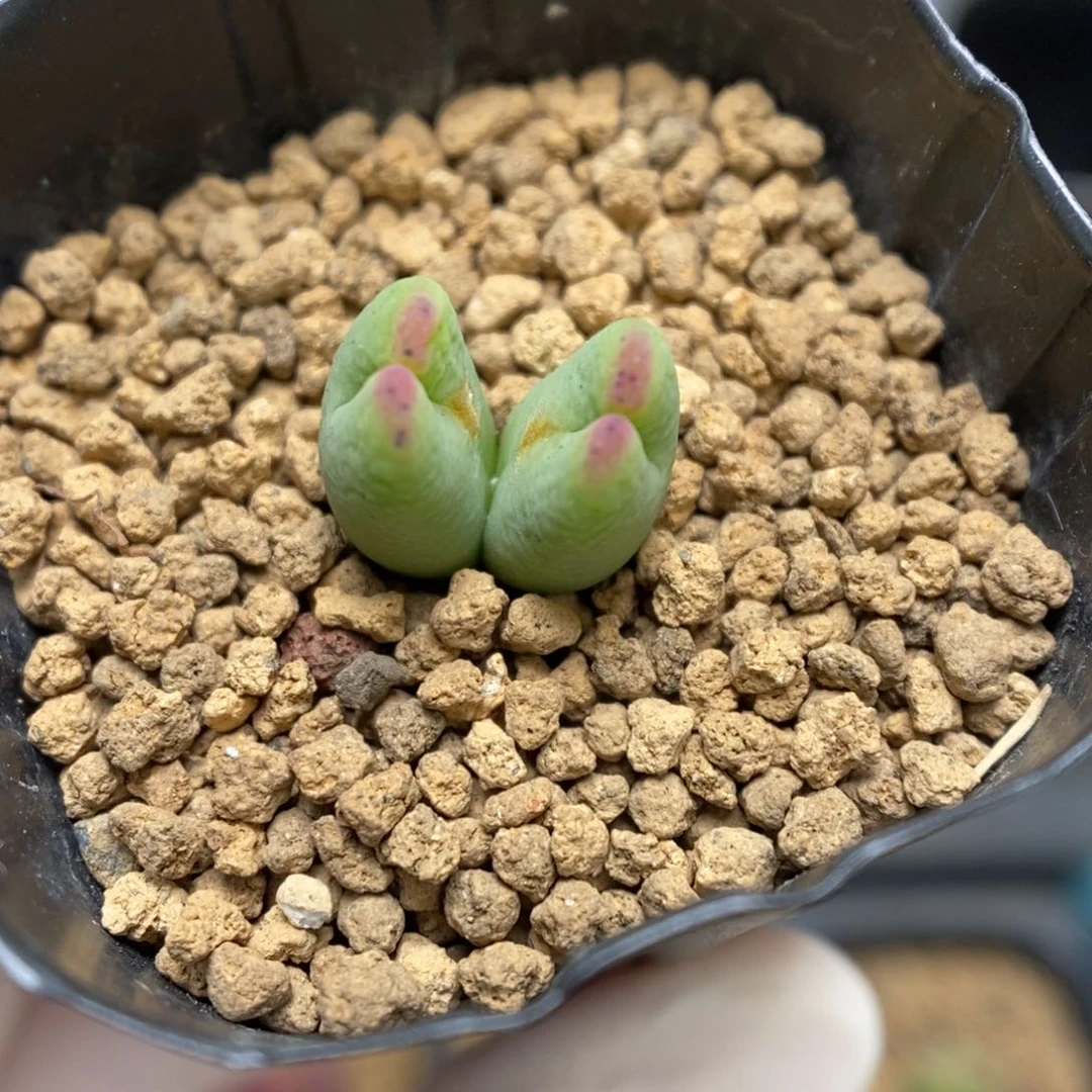 多肉植物肉锥杂交K-855 微瑕