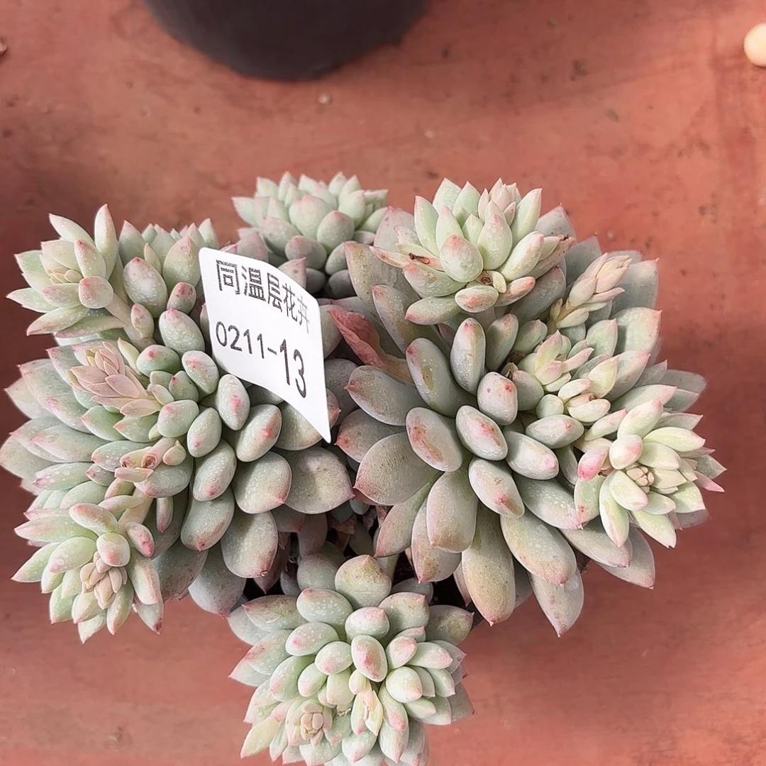 同温层多肉13明珠美人
