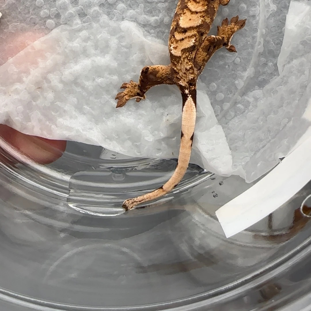 睫角守宫小飞象专拍宝宝宝宝宝