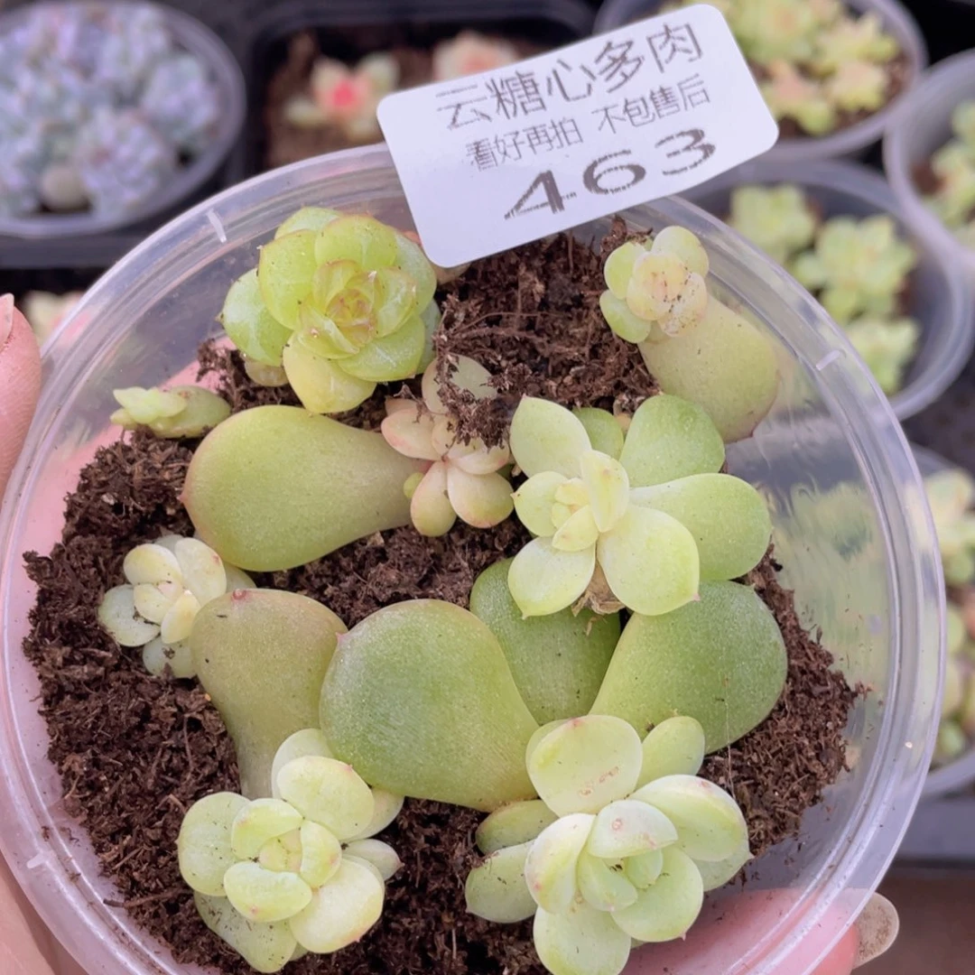 云糖心多肉植物463