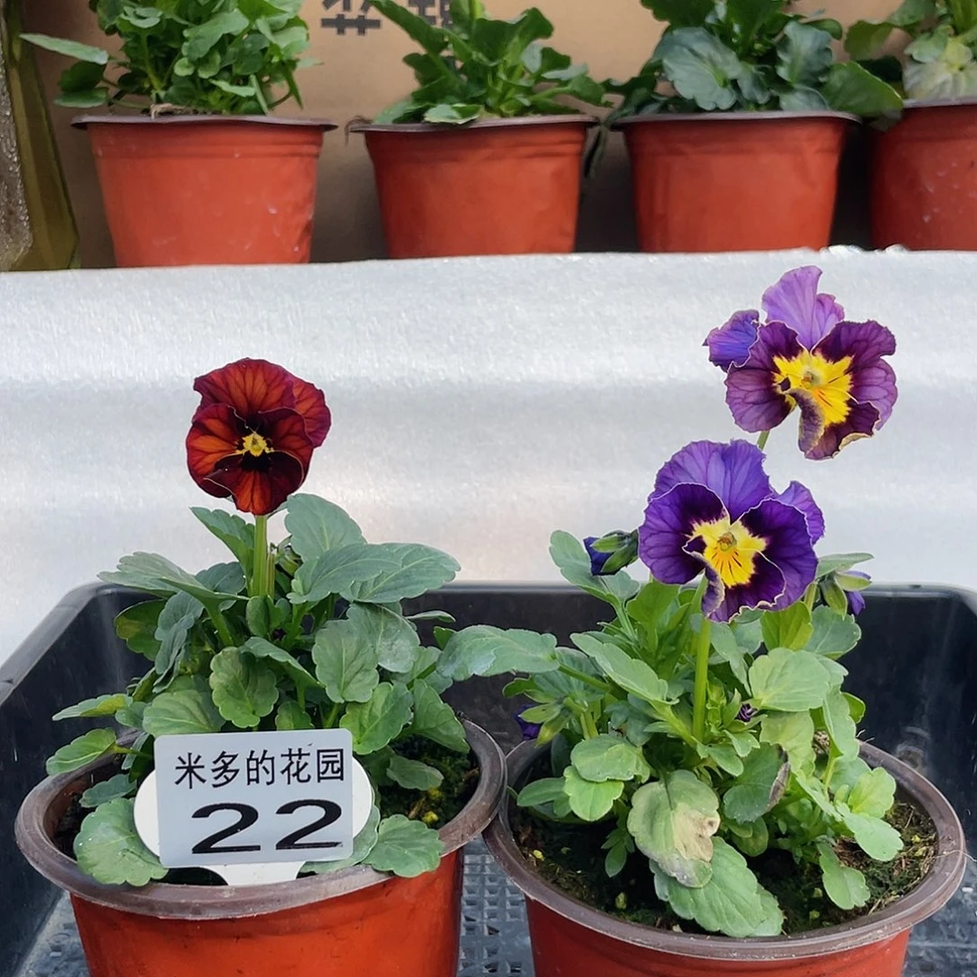大部分开放少量花苞22